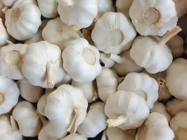 Bawang Putih Murni1 (1)