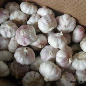 सामान्य सफेद लहसुन 10 किलो का डिब्बा