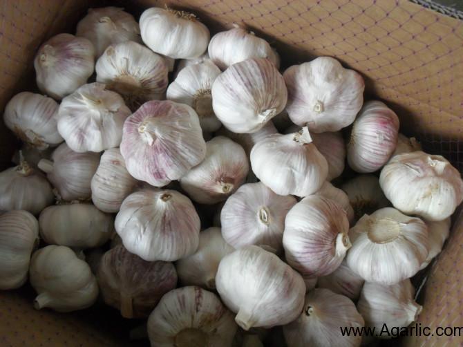 Caja de 10 kg de ajo blanco normal
