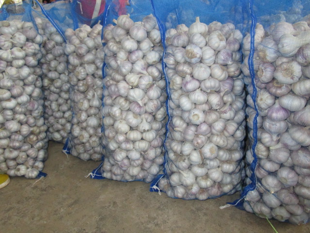 Ajo blanco normal, bolsa de malla de 20 kg