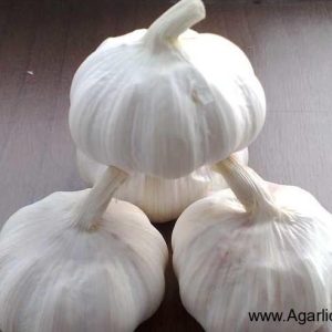 सामान्य सफेद लहसुन