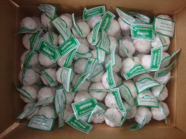 Ajo blanco normal, 3 unidades, caja de 10 kg
