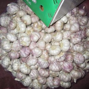Ajo blanco normal2
