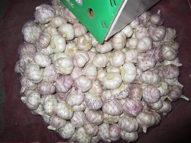 Ajo blanco normal2