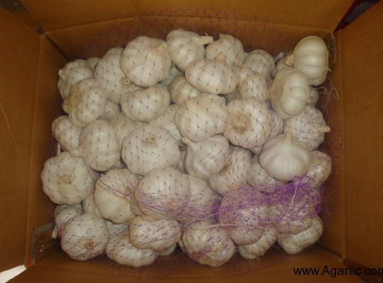 Caja de 10 kg de ajo blanco puro