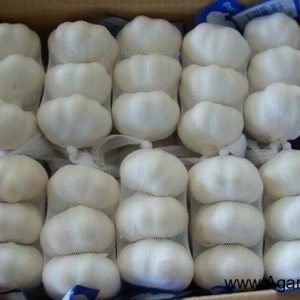 Reinweißer Knoblauch, 3 Stück
