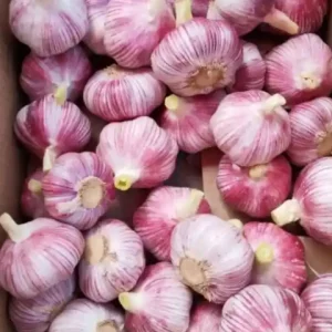 Ajo morado (1)