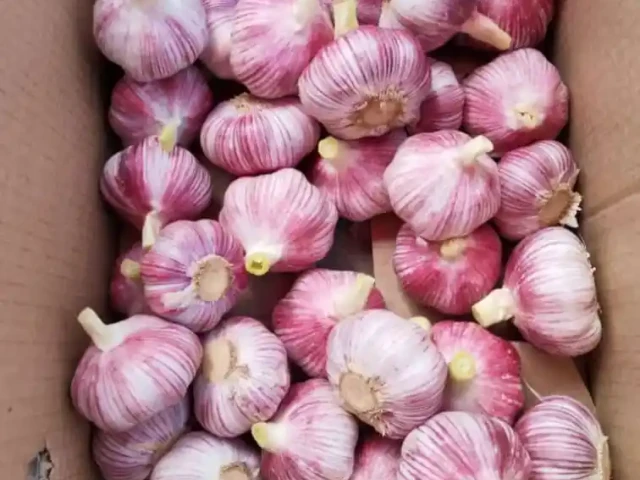 Ajo morado (1)